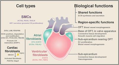 Non-cardiomyocytes in the heart in embryo development, health, and disease, a single-cell perspective